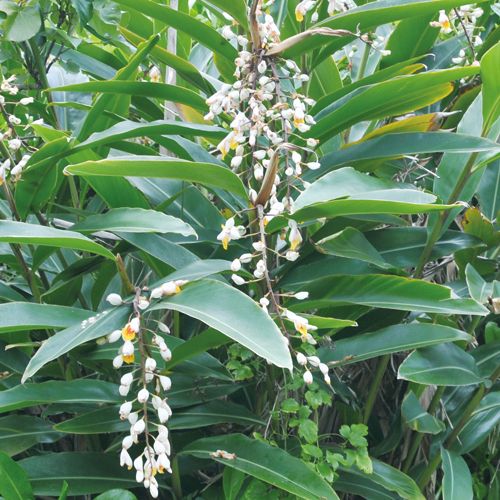 月桃 種 苗 ガーデニング用品の タキイネット通販