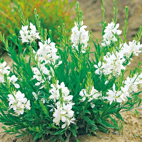 ガウラ イノセントフェアリー 種 苗 ガーデニング用品の タキイネット通販 ガウラ イノセントフェアリー 種 苗 ガーデニング用品の タキイネット通販