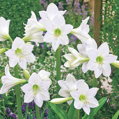 ヒッペアストラム ホワイトラスカル 種 苗 ガーデニング用品の タキイネット通販