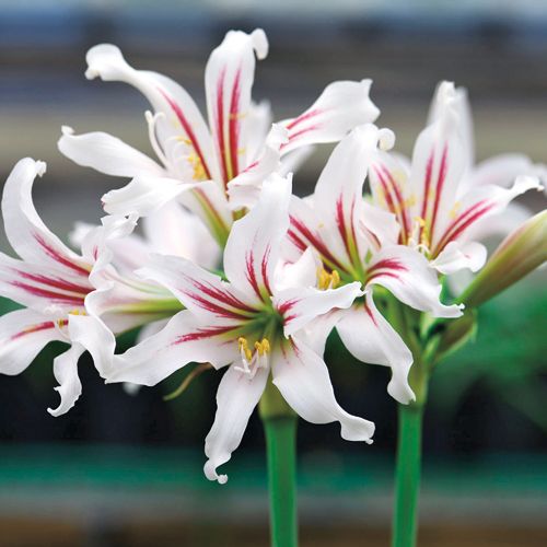 水生アマリリス ハリソニー 種 苗 ガーデニング用品の タキイネット通販