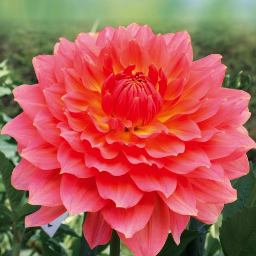 ダリア かぐや 種 苗 ガーデニング用品の タキイネット通販