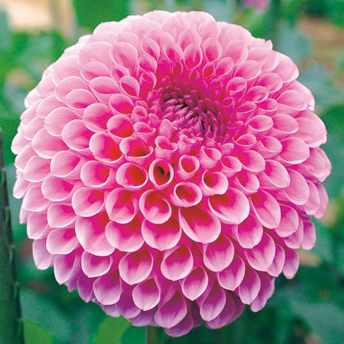 ダリア ピンクサファイヤ 種 苗 ガーデニング用品の タキイネット通販