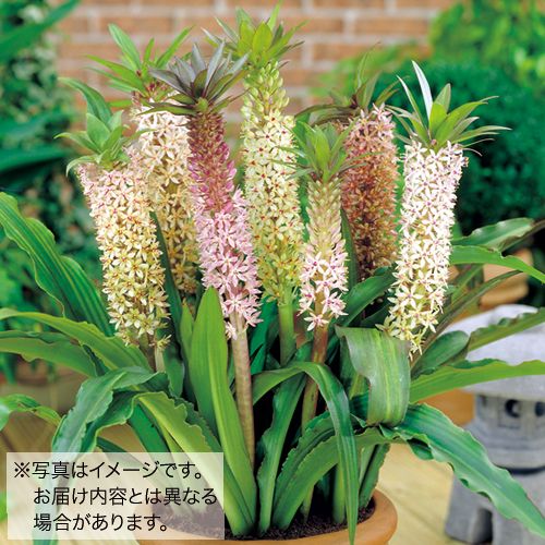 ユーコミス コモサ ミックス 種 苗 ガーデニング用品の タキイネット通販