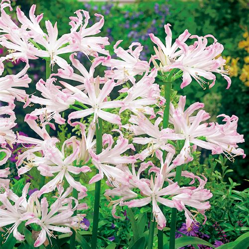 ネリネ バイオニック 種 苗 ガーデニング用品の タキイネット通販