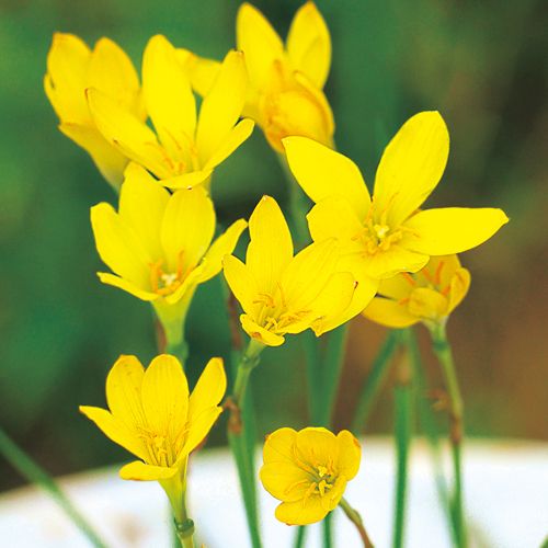 ゼフィランサス シトリナ 種 苗 ガーデニング用品の タキイネット通販