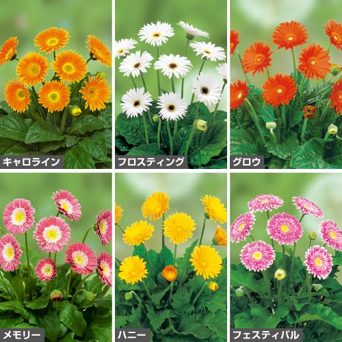 宿根ガーベラ 大輪ガルビネアスイート6種 セット 種 苗 ガーデニング用品の タキイネット通販