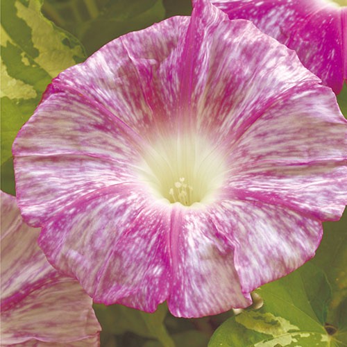 朝顔 花吹雪 種 苗 ガーデニング用品の タキイネット通販