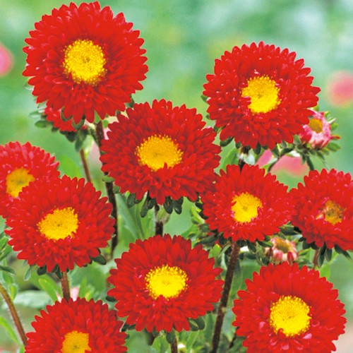 アスター くれない 種 苗 ガーデニング用品の タキイネット通販