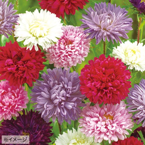 アスター シリンガミックス 種 苗 ガーデニング用品の タキイネット通販