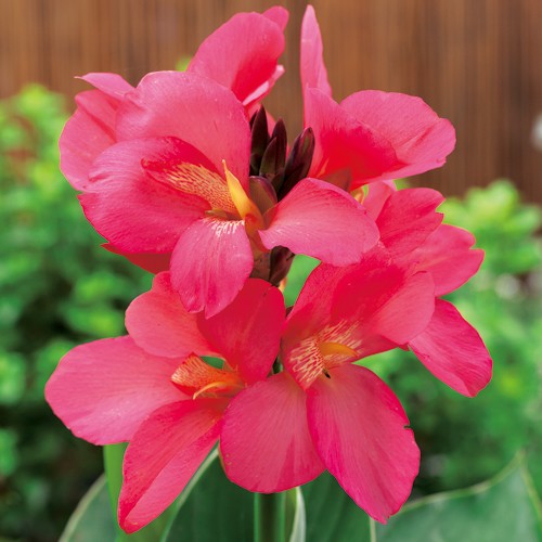 カンナ F1サウスパシフィック ローズ 種 苗 ガーデニング用品の タキイネット通販