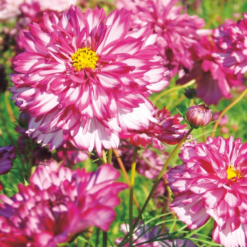 コスモス ダブルクリック バイカラーバイオレット 種 苗 ガーデニング用品の タキイネット通販