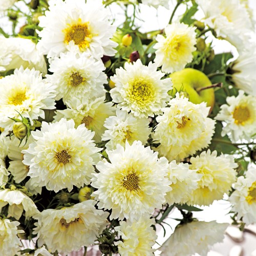 ダブルクリック 八重咲き コスモス Fodexpo Com Co