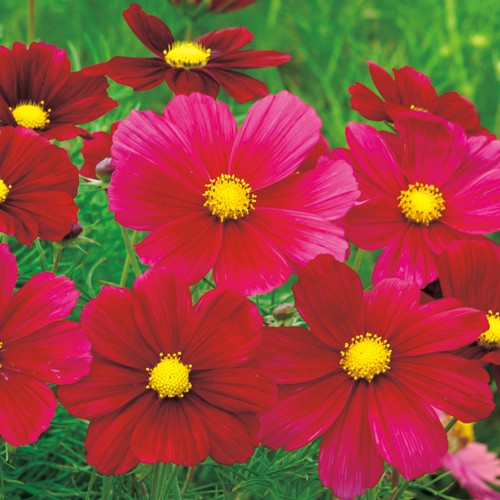 コスモス ルビナート 種 苗 ガーデニング用品の タキイネット通販