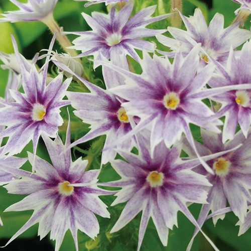 フロックス ポップスターズ ブルー 種 苗 ガーデニング用品の タキイネット通販