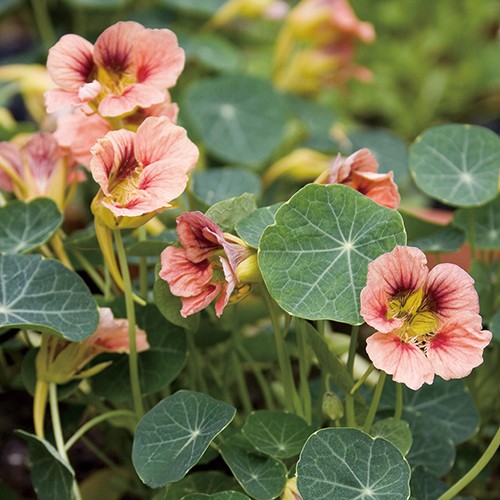 金蓮花 ナスターチウム レディバード ローズ 種 苗 ガーデニング用品の タキイネット通販 金蓮花 ナスターチウム レディバード ローズ 種 苗 ガーデニング用品の タキイネット通販