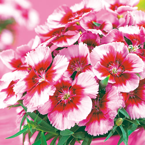 ダイアンサス なでしこ F1ベンティパフェ クリムソンアイ 種 苗 ガーデニング用品の タキイネット通販 ダイアンサス なでしこ F1ベンティパフェ クリムソンアイ 種 苗 ガーデニング用品の タキイネット通販