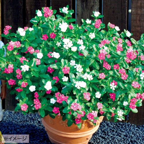 日日草 ビンカ トコナツ ミックス 種 苗 ガーデニング用品の タキイネット通販