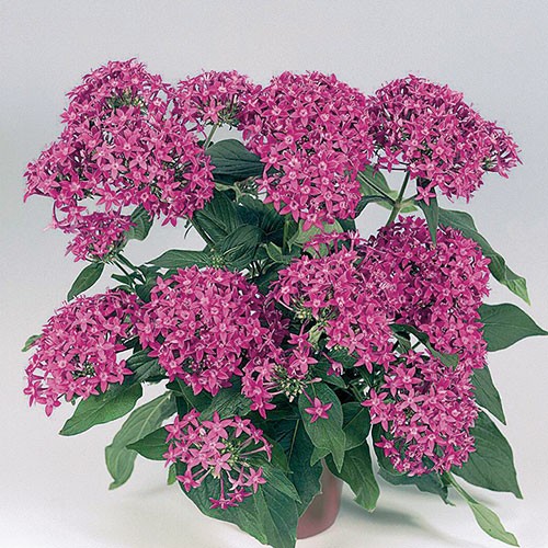 ペンタス F1グラフティ バイオレット 種 苗 ガーデニング用品の タキイネット通販