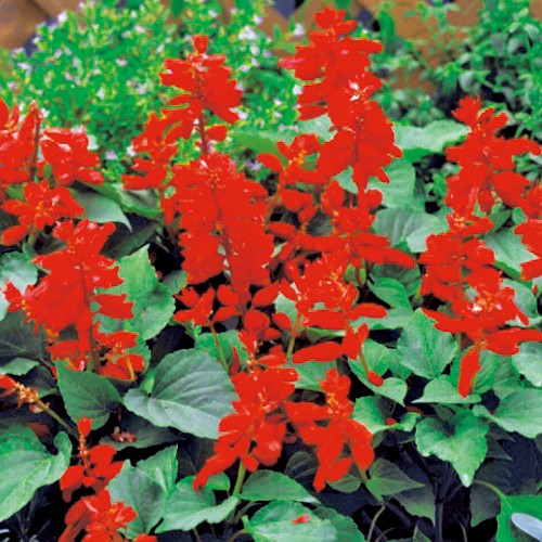 サルビア スカーレットキング 種 苗 ガーデニング用品の タキイネット通販