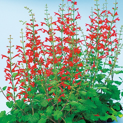 宿根サルビア ホットトランペット 種 苗 ガーデニング用品の タキイネット通販