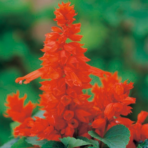 サルビア フラメンコ レッド 種 苗 ガーデニング用品の タキイネット通販