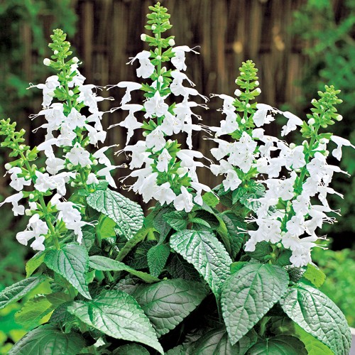 サルビア ユキプルコ 種 苗 ガーデニング用品の タキイネット通販