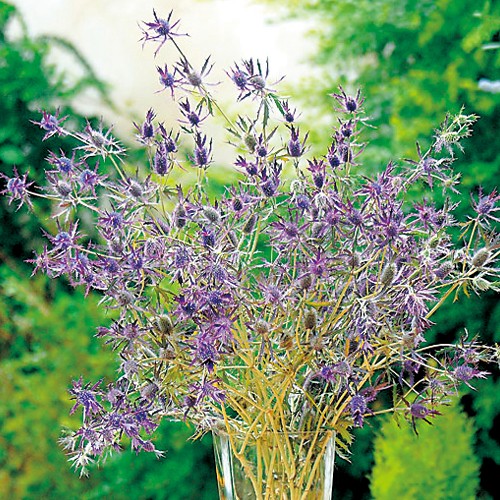 エリンジウム パープルシーン 種 苗 ガーデニング用品の タキイネット通販