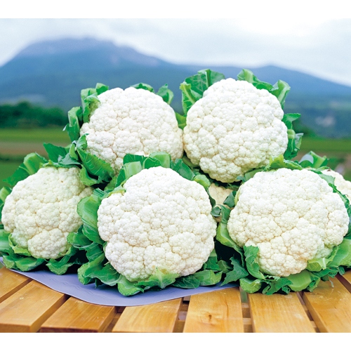 カリフラワー スノークラウン R 種 苗 ガーデニング用品の タキイネット通販