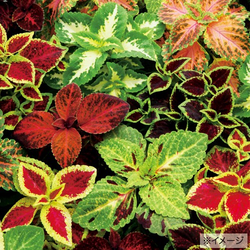 コリウス ウィザード 混合 種 苗 ガーデニング用品の タキイネット通販