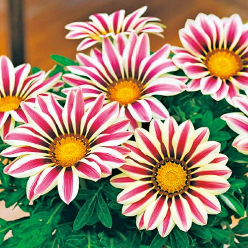 ガザニア F1ビッグキス ホワイトフレーム 種 苗 ガーデニング用品の タキイネット通販