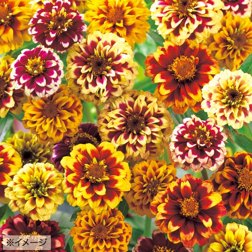 百日草 ジニア ジャジー混合 種 苗 ガーデニング用品の タキイネット通販