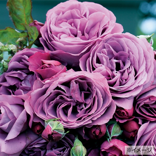 バラ プラム パーフェクト R 種 苗 ガーデニング用品の タキイネット通販