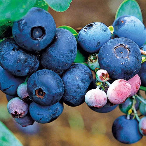 ブルーベリー ブルーシャワー 種 苗 ガーデニング用品の タキイネット通販