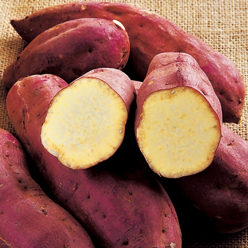 さつまいも 紅あずま 挿し穂 6月ウ 種 苗 ガーデニング用品の タキイネット通販