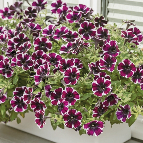 ペチュニア ミスマーベラス 種 苗 ガーデニング用品の タキイネット通販 ペチュニア ミスマーベラス 種 苗 ガーデニング用品の タキイネット通販