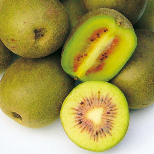 キウイフルーツ レインボーレッド 雌木 種 苗 ガーデニング用品の タキイネット通販