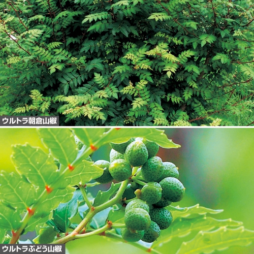 ウルトラ山椒 2種セット 種 苗 ガーデニング用品の タキイネット通販