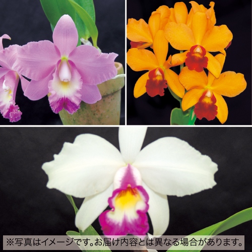 ミニ ミディカトレア おまかせ3種 セット 種 苗 ガーデニング用品の タキイネット通販