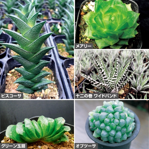 ハオルチアa セット 種 苗 ガーデニング用品の タキイネット通販