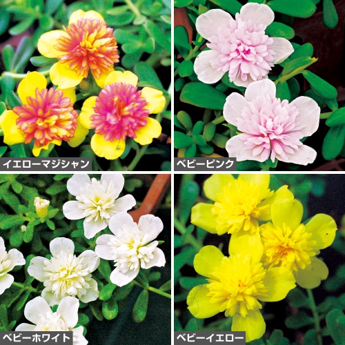 珍しい八重咲きポーチュラカ4色 セット 種 苗 ガーデニング用品の タキイネット通販