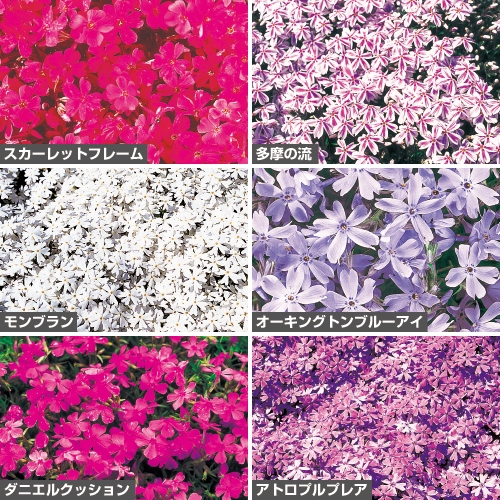 芝桜 セット 種 苗 ガーデニング用品の タキイネット通販