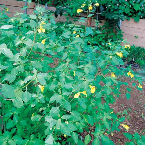 キツリフネソウ 種 苗 ガーデニング用品の タキイネット通販