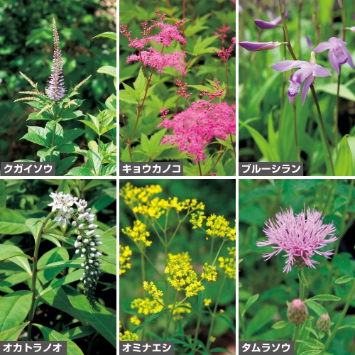 毎年楽しめる庭植え向け山野草 セット 種 苗 ガーデニング用品の タキイネット通販