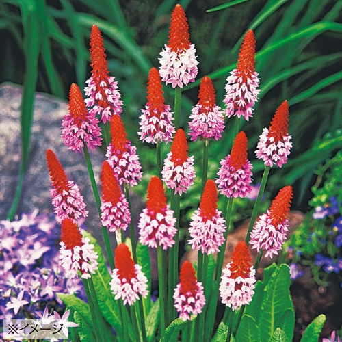 プリムラ ビアリー 種 苗 ガーデニング用品の タキイネット通販