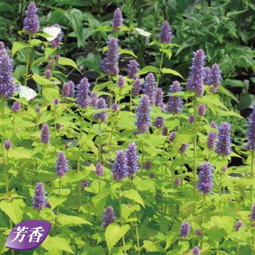 アガスターシェ ゴールデンジュビリー 種 苗 ガーデニング用品の タキイネット通販