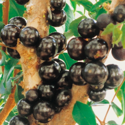 四季なり大実ジャボチカバ 超大苗 種 苗 ガーデニング用品の タキイネット通販