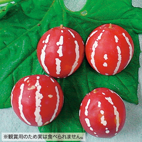 スズメウリ ビーチボール 種 苗 ガーデニング用品の タキイネット通販 スズメウリ ビーチボール 種 苗 ガーデニング用品の タキイネット通販