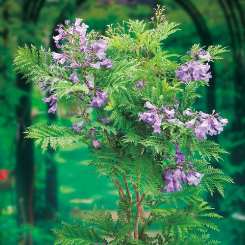 ジャカランダ 日南のめぐみ 種 苗 ガーデニング用品の タキイネット通販