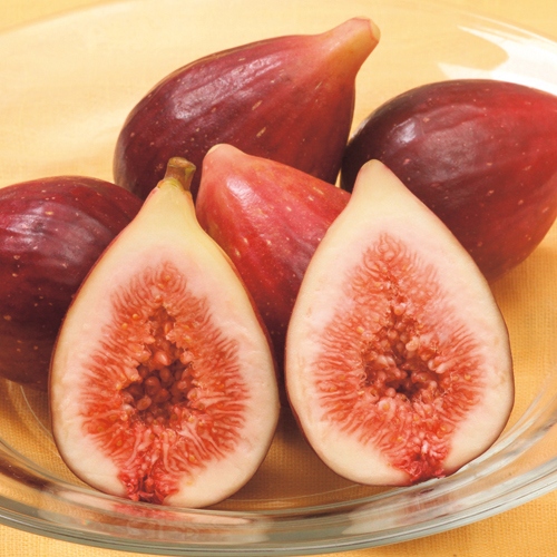 無花果 ✳︎ イチジク ✳︎ フランダース 無農薬 苗木 大苗 tplm8