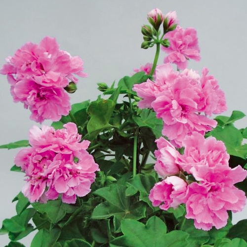 アイビーゼラニューム フリンジェ フィオーレローザ 種 苗 ガーデニング用品の タキイネット通販